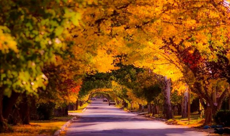 A charming autumn street lined with colorful trees in one of the best places to stay in Mendoza. The vibrant foliage creates a captivating atmosphere as visitors stroll through the picturesque surroundings. Experience the beauty of Mendoza's fall season at its finest in this enchanting location.